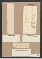 Pleurosigma formosum W.Sm. (de-Toni-Nr.: Genus 13, Species 1040) Zeichnungen Sammlung Grunow Nr. 2097 (NHMW-BOT-W0368968)